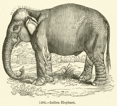 Indischer Elefant (Stich) von English School