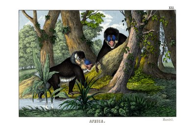 Mandrill von English School