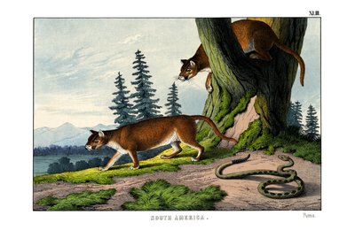 Puma von English School