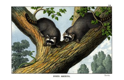 Waschbär von English School