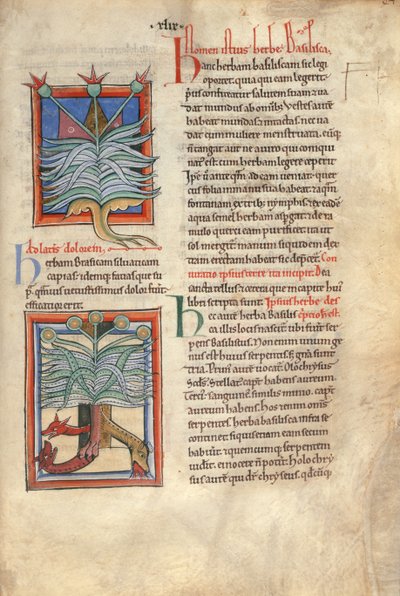 Sloane Ms 1975 fol.48 Das Kraut Basilikum von English School