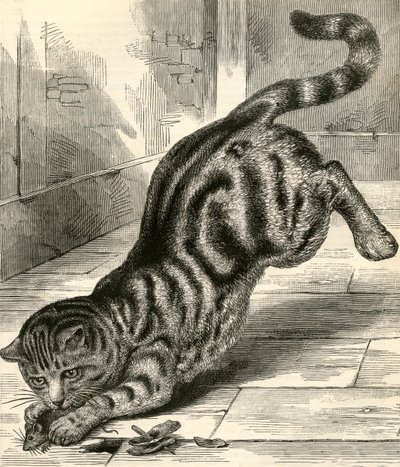 Getigerte Katze, die auf eine Maus springt von English School