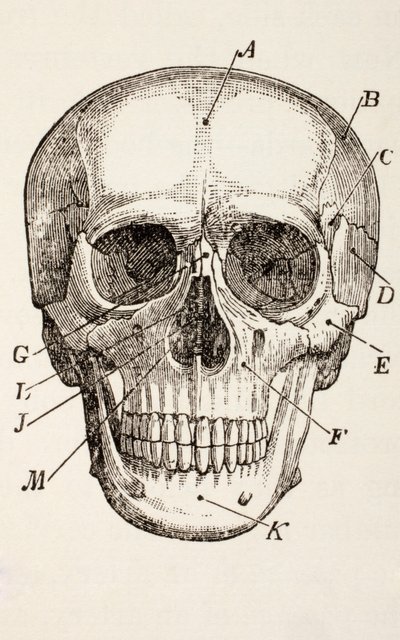 Der menschliche Schädel, um 1890 von English School