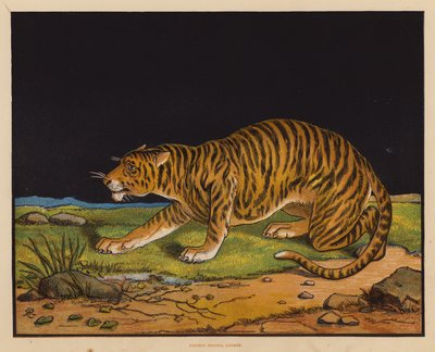 Der Tiger von English School