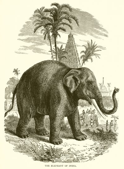 Der Elefant von Indien von English School