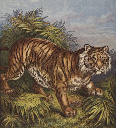 Tiger von English School