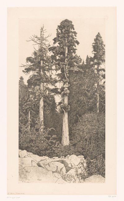 Sequoia-Baum von Ernest Haskell (signed by artist)