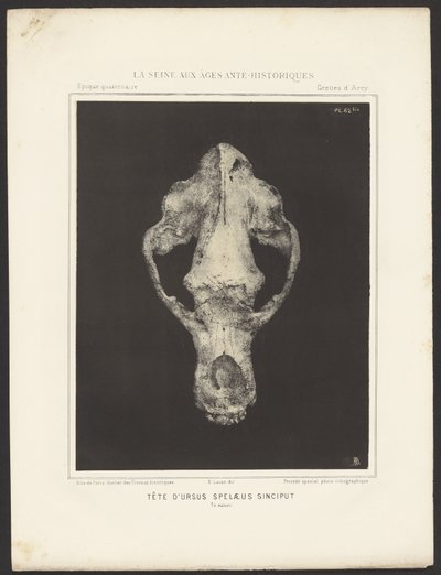 Kopf des Ursus spelaeus Sinciput von Ernest Lacan