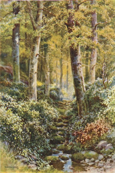 Fairlight Glen von Ernest William Haslehust