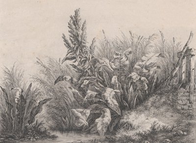 Große Wasserdockpflanze, 1840 von Eugene Bléry