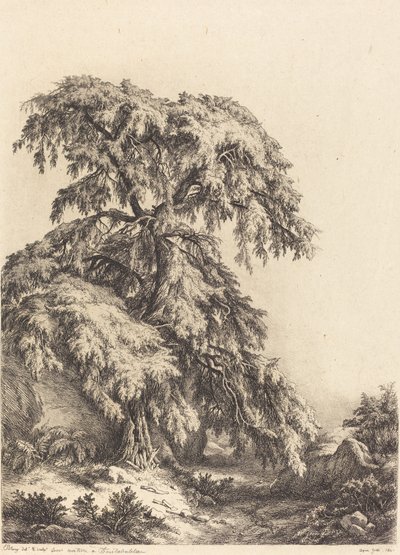 Wacholderbaum von Eugene Bléry