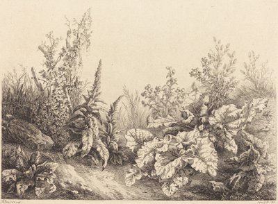Studie einer Klette von Eugene Bléry