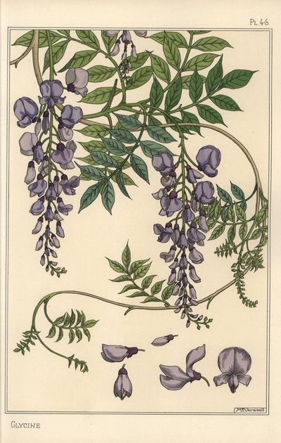 Glyzinie botanische Studie von Eugene Grasset