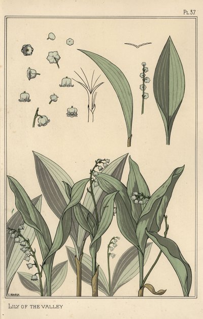 Maiglöckchen, botanische Studie von Eugene Grasset