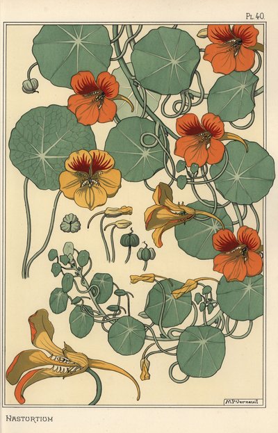 Kapuzinerkresse botanische Studie von Eugene Grasset