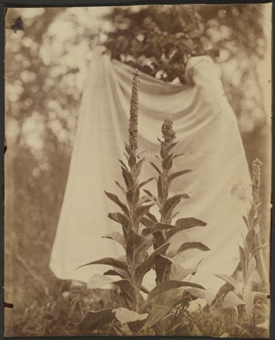 Königskerze (Bouillon Blanc) von Eugène Atget