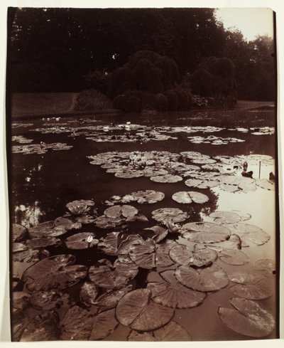 Nymphéa, 1922-1923 von Eugène Atget