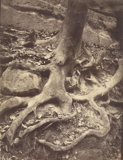 Baumwurzeln, Saint-Cloud von Eugène Atget