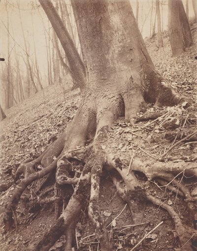 Bäume und Wurzeln von Eugène Atget