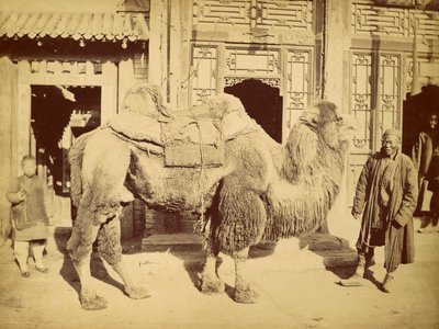Baktrisches Kamel mit Führer, ca. 1860 (Fotogravur) von Felice Beato
