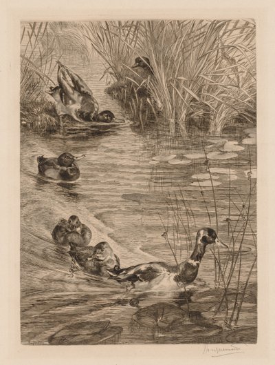 Enten beim Spielen, ca. 1870 von Felix Bracquemond