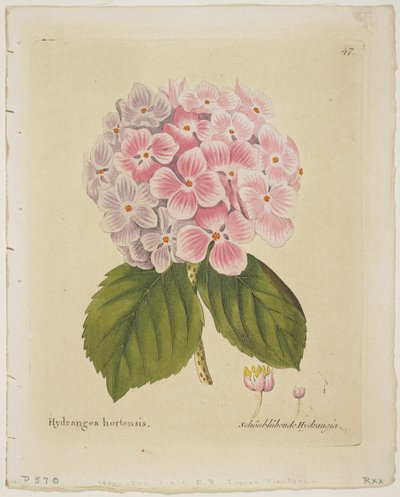 Schönblühende Hortensie, aus Icones Plantarum Medico-Oeconomico-Technologicarum cum Earum Fructus ususque Descriptione, 1804 von Ferdinand Bernhard Vietz