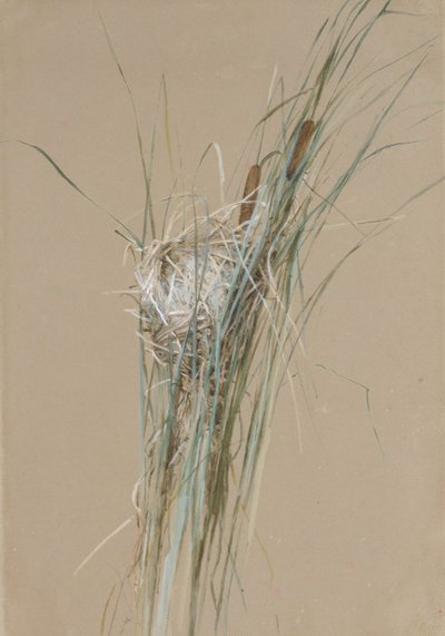Vogelnest in Rohrkolben, ca. 1875 von Fidelia Bridges