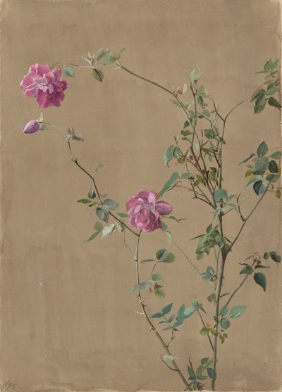 Rosa Rosen von Fidelia Bridges