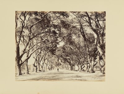 Kairo, Allee von Choubra von Félix Bonfils