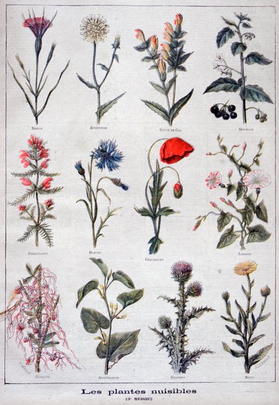 Schädliche Pflanzen, 1897 von Fortuné Méaulle