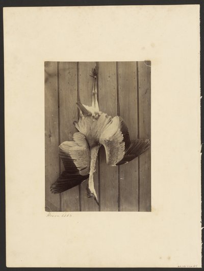 Reiher von Francis Edmond Currey