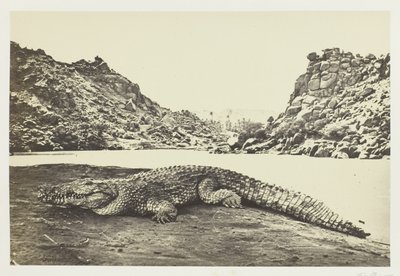 Krokodil auf einer Sandbank von Francis Frith
