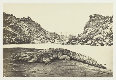 Krokodil auf einer Sandbank, 1857 von Francis Frith