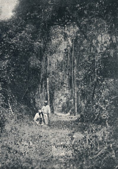Estrada de Rodagem do Alto Paraná, 1895 von Francisco Henszler