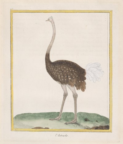 Strauß von Francois Nicolas Martinet