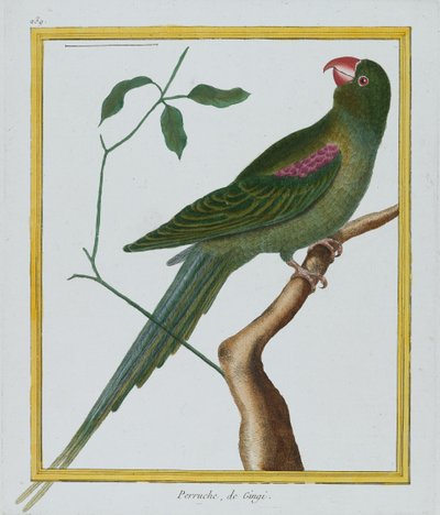 Perruche, de Gingi, ca. 1770-86 von Francois Nicolas Martinet