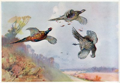 Hohe Fasane, Illustration aus 