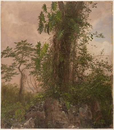 Feigenbaum und Wilder Philodendron von Frederic Edwin Church