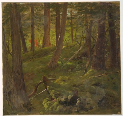 Wald in Jamaika von Frederic Edwin Church