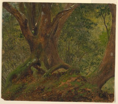 Im Wald, Jamaika von Frederic Edwin Church