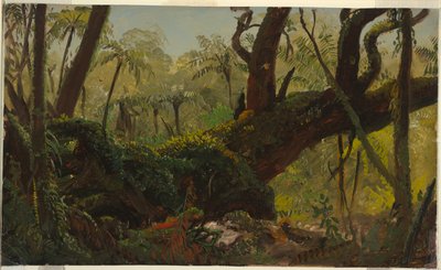 Regenwald, Jamaika von Frederic Edwin Church