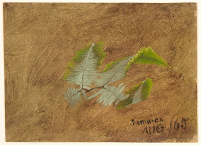 Studie eines Farns, Jamaika von Frederic Edwin Church