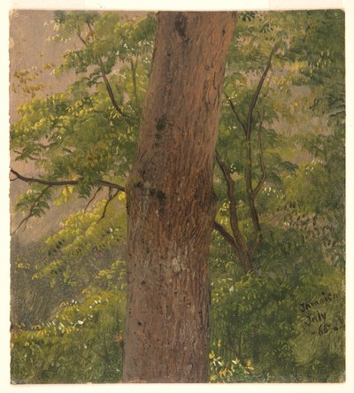 Waldstudie, Jamaika von Frederic Edwin Church