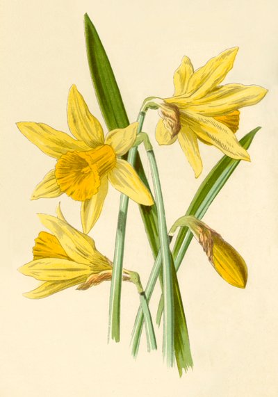 Narzisse, 1877 von Frederick Edward Hulme