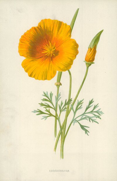 Eschscholzia von Frederick Edward Hulme