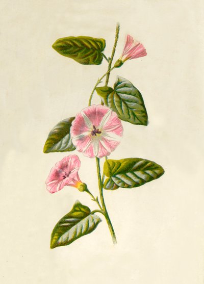 Ackerwinde, 1877 von Frederick Edward Hulme