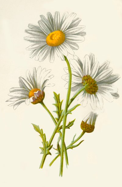 Margerite von Frederick Edward Hulme