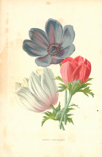 Mohn-Anemone von Frederick Edward Hulme