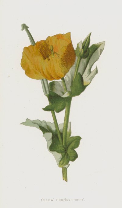 Gelber Hornmohn von Frederick Edward Hulme