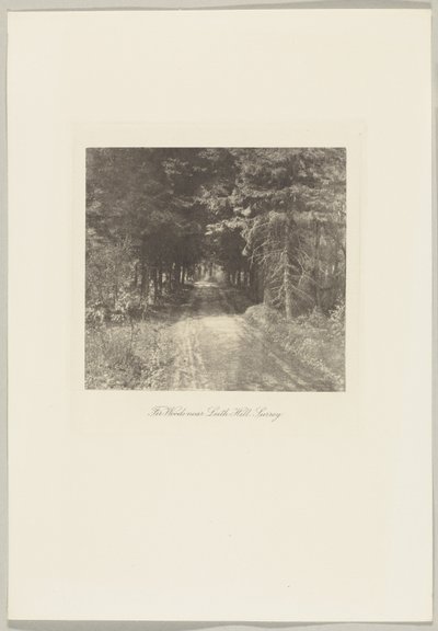 Tannenwälder in der Nähe von Leith Hill, Surrey von Frederick H. Evans